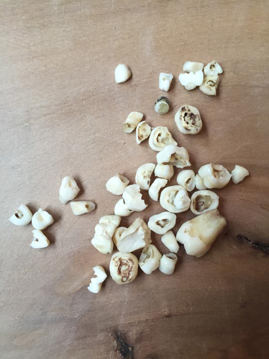 Chloe Desrousseaux, Atelier, matiere, Entendre MATIERE parler, transparence albatre, cire rouge, ecorce bouleau, sculpture, pierre, bronze