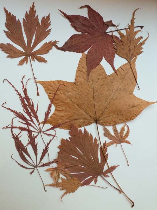 Chloe Desrousseaux, Atelier, matiere, Entendre MATIERE parler, transparence albatre, cire rouge, ecorce bouleau, sculpture, pierre, bronze