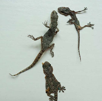 Chloe Desrousseaux, Atelier, matiere, Entendre MATIERE parler, transparence albatre, cire rouge, ecorce bouleau, sculpture, pierre, bronze