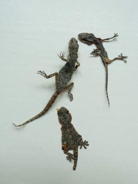 Chloe Desrousseaux, Atelier, matiere, Entendre MATIERE parler, transparence albatre, cire rouge, ecorce bouleau, sculpture, pierre, bronze