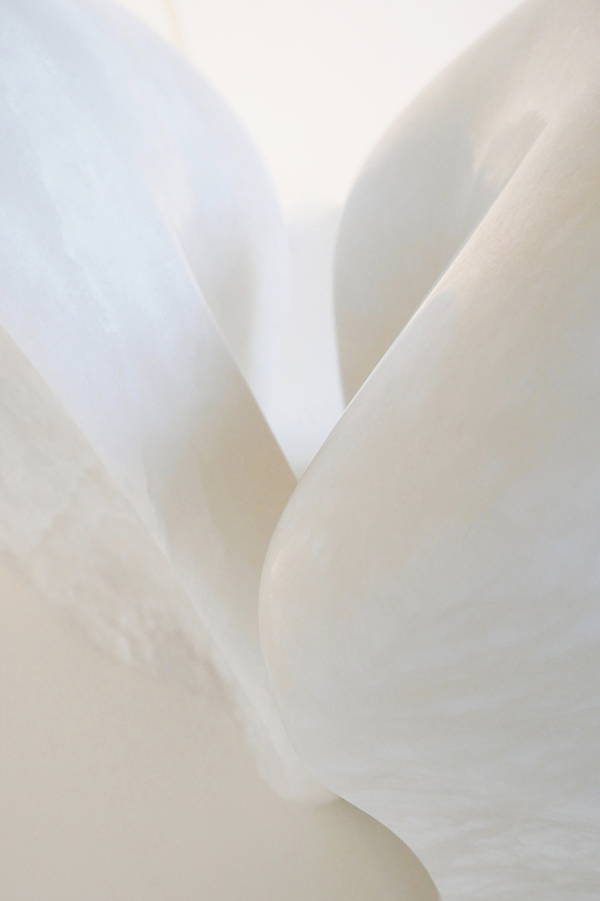 Racine, branche, racine branche, sculpture resine, resine, sculpture plexiglass, plexiglass, s’enraciner, touver ses racines